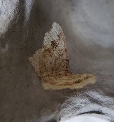 Macaria aemulataria