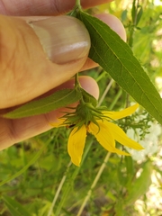 Helianthus divaricatus