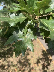 Quercus cerris