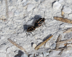 Bagrada hilaris