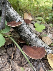 Daedaleopsis tricolor
