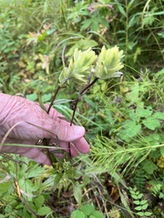 Castilleja unalaschcensis