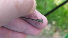 Chalcolestes parvidens