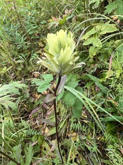 Castilleja unalaschcensis
