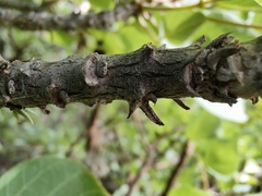 Erythrina flabelliformis