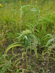 Neolasioptera helianthi