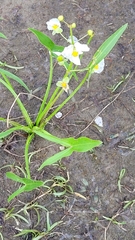 Sagittaria graminea