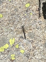 Cordulia shurtleffii