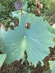 Nelumbo lutea
