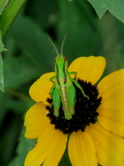 Acrididae