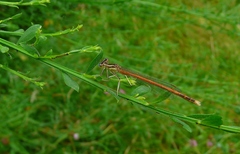 Platycnemis acutipennis