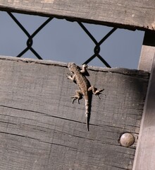 Sceloporus grammicus