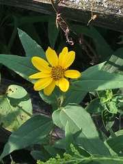 Helianthus divaricatus