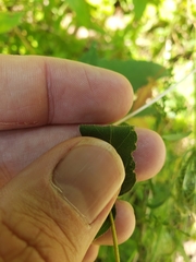 Helianthus divaricatus