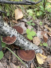 Daedaleopsis tricolor