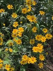 Heliopsis helianthoides
