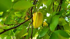 Averrhoa carambola