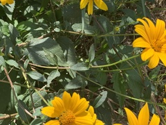 Heliopsis helianthoides