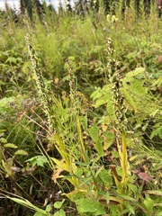 Platanthera