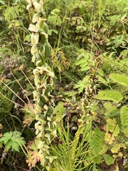 Platanthera
