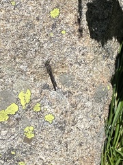 Cordulia shurtleffii