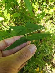 Helianthus divaricatus