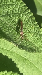 Harpactorini