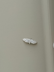 Acentropinae