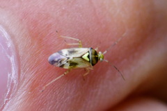 Orthops