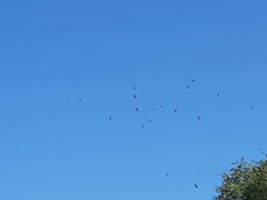Cathartes aura