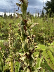 Platanthera