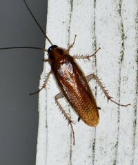 Ischnoptera bilunata