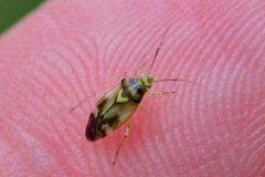 Orthops