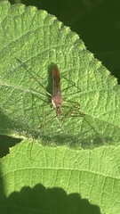 Harpactorini