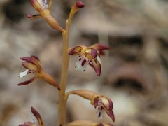 Corallorhiza maculata maculata