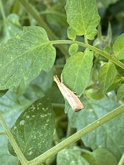 Agriphila straminella