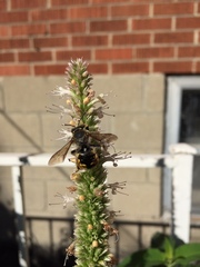 Anthidium manicatum