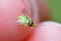 Orthops