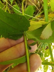 Helianthus divaricatus