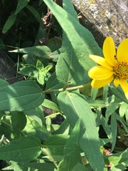 Helianthus divaricatus