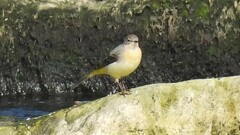 Motacilla cinerea