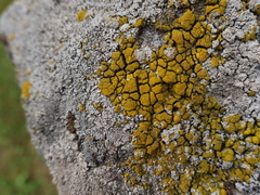 Candelariella coralliza