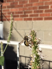 Anthidium manicatum