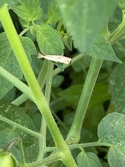 Agriphila straminella