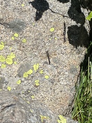 Cordulia shurtleffii