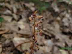 Corallorhiza maculata maculata