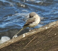 Motacilla cinerea