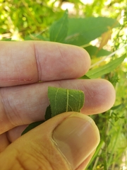 Helianthus divaricatus