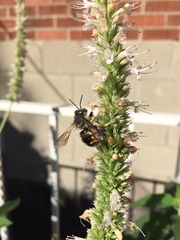 Anthidium manicatum