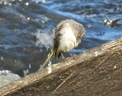 Motacilla cinerea